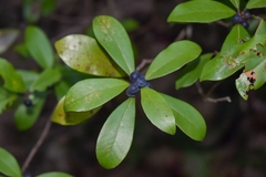 Litsea rotundifolia