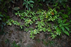 Litsea rotundifolia