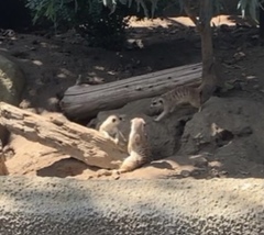 Suricata