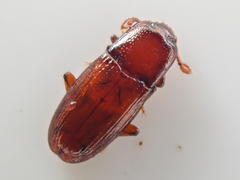 Cerylon unicolor