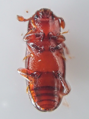 Cerylon unicolor