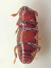 Cerylon unicolor