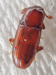 Cerylon unicolor