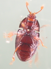 Mychocerus discretus