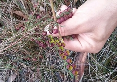 Boronia megastigma