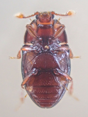 Mychocerus discretus