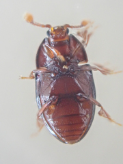 Mychocerus discretus