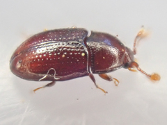 Mychocerus discretus