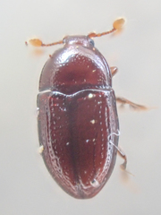 Mychocerus discretus