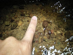 Leptobrachium hasseltii