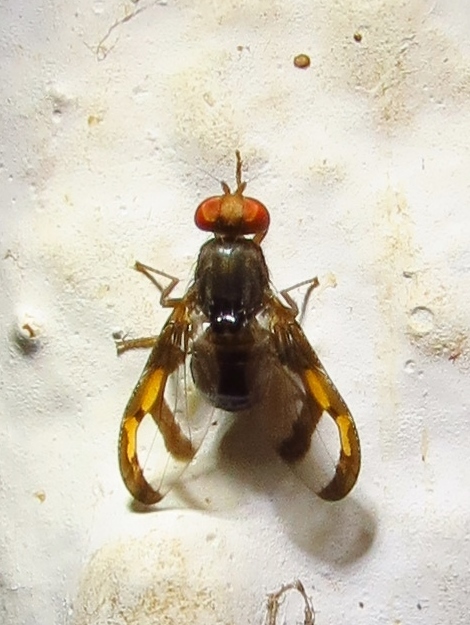 Xanthacrona bipustulata