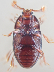 Mychocerus discretus