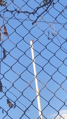 Pyrocephalus rubinus