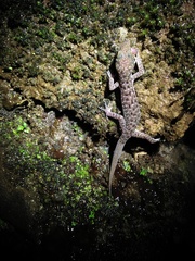 Cyrtodactylus marmoratus