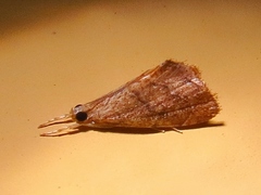 Microcausta flavipunctalis