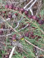 Boronia megastigma