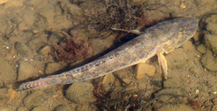 Acanthogobius