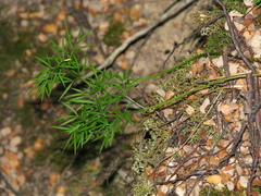 Anisotome filifolia