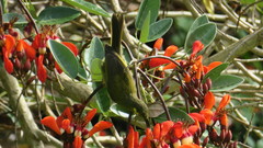 Foulehaio carunculatus