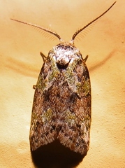 Afrida ydatodes