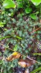 Polytrichadelphus magellanicus