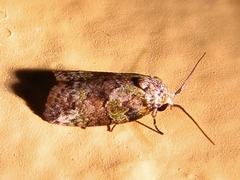 Afrida ydatodes