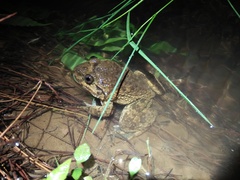 Limnonectes kuhlii