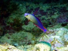 Nemateleotris decora