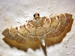 Cryptobotys zoilusalis