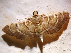 Cryptobotys zoilusalis