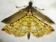 Apogeshna stenialis