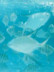 Trachinotus goodei