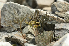 Anisotome filifolia