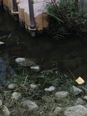 Cyprinus rubrofuscus