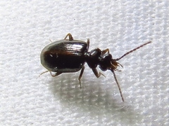 Pentagonica