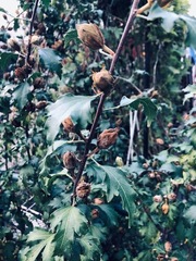 Hibiscus syriacus
