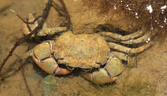 Hemigrapsus penicillatus