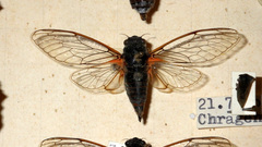 Cicadetta