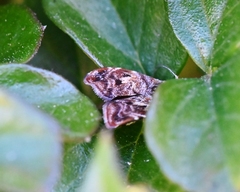Choreutis emplecta