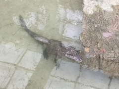 Alligator sinensis