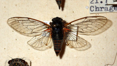 Cicadetta
