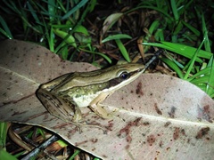 Indosylvirana nicobariensis