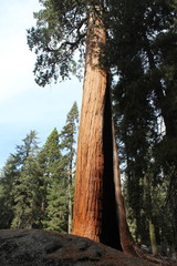 Sequoiadendron