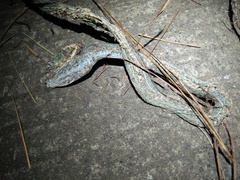 Ahaetulla prasina