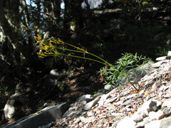 Anisotome filifolia