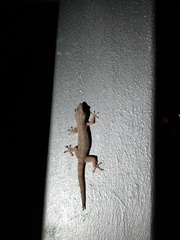 Hemidactylus frenatus