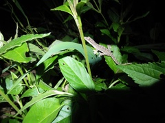 Hemidactylus frenatus