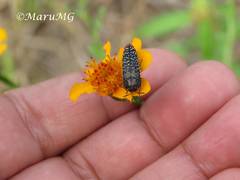 Acmaeodera haemorrhoa