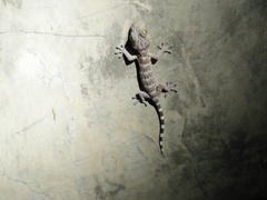 Gekko gecko