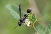 Zethus aztecus - Photo (c) k8thegr8, some rights reserved (CC BY-NC-ND), uploaded by k8thegr8